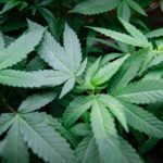 close up of marijuana leaves Queener Law