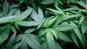 close up of marijuana leaves Queener Law