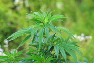 close up of marijuana cannabis plant Queener Law